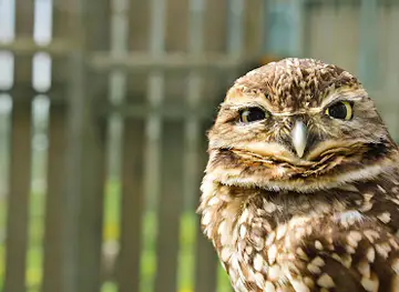 Saskatchewan Burrowing Owl Interpretive Centre