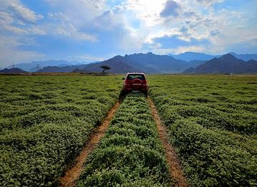 united-arab-emirates/dibba-al-fujairah/attraction/al-baseerah-greenery-thebigshots