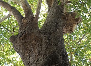 greece/samos/attraction/old-tree