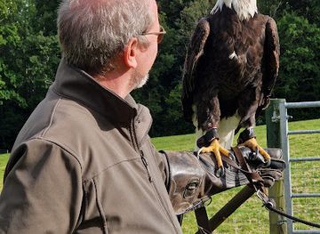 united-kingdom/montgomeryshire/attraction/falconry-experience-wales-strictly-by-appointment-only
