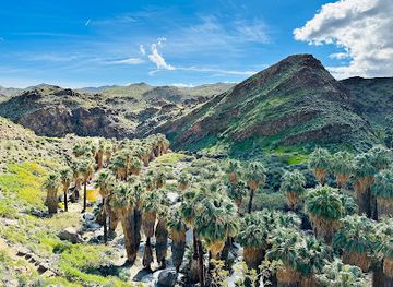Palm Canyon