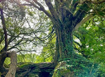 ireland/county-cork/attraction/witch-s-yew-tree