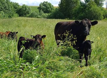 lithuania/anyksciai-treetop-walking-path/attraction/wind-mills