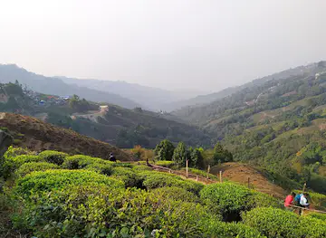 Tea Garden View