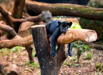 brazil/foz-do-iguacu/attraction/itaipu-biological-refuge