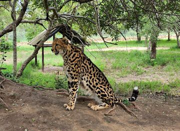 south-africa/lowveld/attraction/hoedspruit-endangered-species-centre