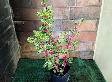 costa-rica/guanacaste/attraction/jardin-nicoya-vivero