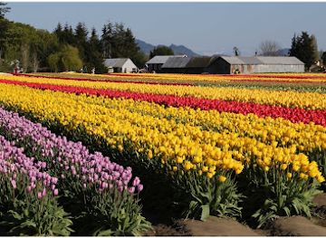 washington/the-skagit-valley/attraction/tulip-town