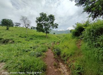 malawi/liwonde-national-park/attraction/mwendolende-potato-path