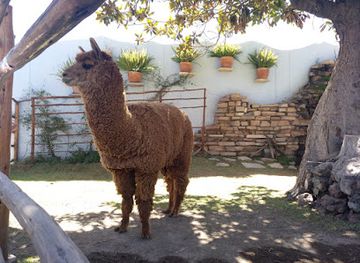 peru/arequipa/yanahuara/attraction/mundo-alpaca