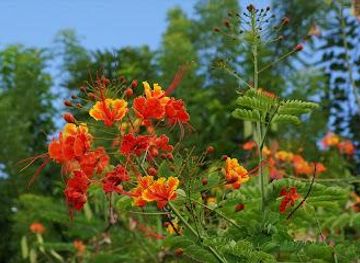 dominica/mahaut/attraction/dominica-botanical-gardens