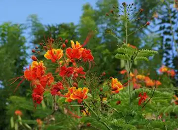 Dominica Botanical Gardens