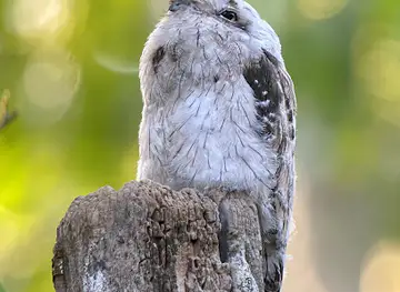 Birding Spots Manuel Antonio