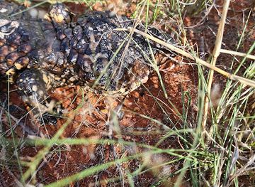 australia/western-new-south-wales/attraction/naree-station-a-bush-heritage-australia-reserve