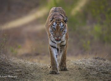 india/north-india/attraction/tadoba-andhari-tiger-reserve