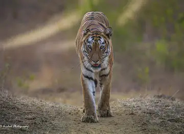 Tadoba-Andhari Tiger Reserve