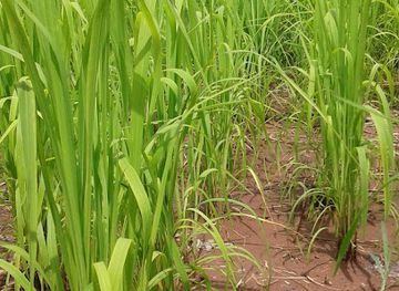 thailand/nan/attraction/rai-akong-strawberry-muang-nan