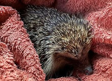 united-kingdom/norwich/attraction/hallswood-animal-sanctuary