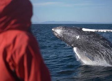 iceland/hveragerdi/attraction/elding-whale-watching