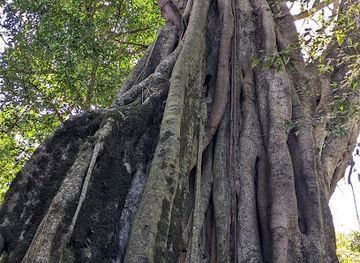 zimbabwe/mutare/attraction/magic-tree