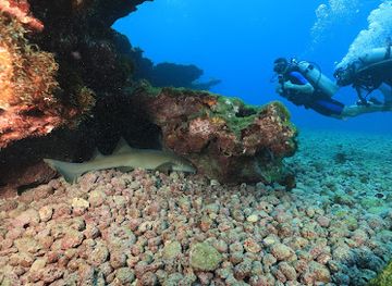 brazil/fernando-de-noronha/attraction/ressureta-ponto-de-mergulho
