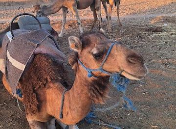 morocco/marrakech/attraction/palmeraie-marrakech