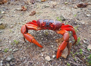 christmas-island/red-crabs-migration-area/attraction/christmas-island-national-park