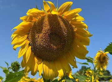 canada/niagara-falls/attraction/neob-lavender-flower-farm