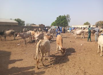 the-gambia/wuli-east/attraction/wassu-market
