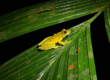 costa-rica/cahuita-national-park/attraction/jungle-night-walk