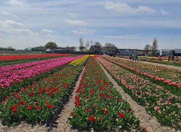 netherlands/amsterdam/attraction/dutch-bulbs-com-flower-bulbs-from-holland