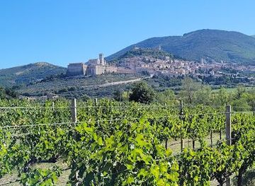 italy/perugia/attraction/cantina-saio-assisi-degustazione-vino-olio-e-prodotti-tipici