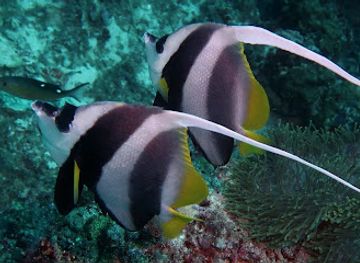 maldives/vaavu-atoll/attraction/alimatha-jetty-dive-site