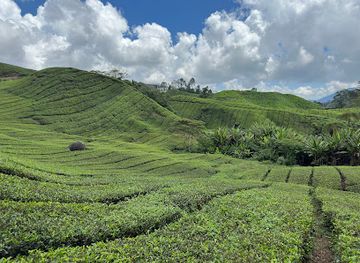 malaysia/cameron-highlands/attraction/cameron-valley-tea