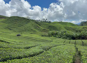 Cameron valley tea