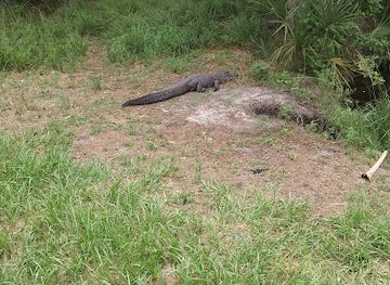 florida/lake-okeechobee/attraction/wildlife-crossing
