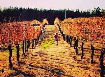 south-carolina/greer/attraction/overmountain-vineyards