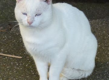 hungary/nyiregyhaza/attraction/macsek-mihaly