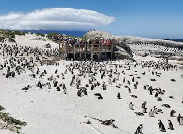 south-africa/cape-peninsula/attraction/shark-warrior-adventure-centre