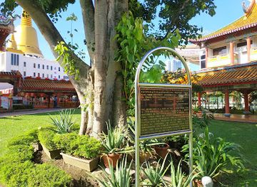 singapore/geylang/attraction/the-sacred-bodhi-tree