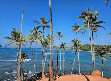 Coconut Tree Hill