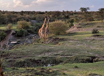 kenya/elgeyo-escarpment/attraction/naboisho-conservancy