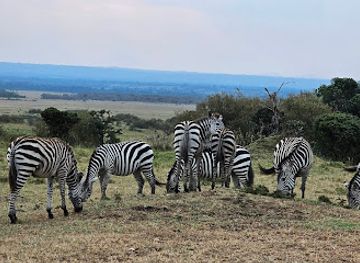 kenya/maasai-mara/attraction/house-in-the-wild