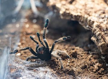 poland/lublin/bronowice/attraction/wystawa-pajakow-w-felicity-lublin