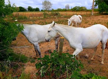 portugal/ribatejo/attraction/ilha-dos-cavalos