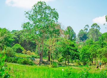 malawi/viphya-mountains/attraction/ntchezgo-garden