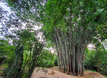 sri-lanka/gampaha-district/attraction/bamboo-garden-arukwattha-padukka