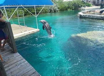the-bahamas/nassau/attraction/dolphin-encounters