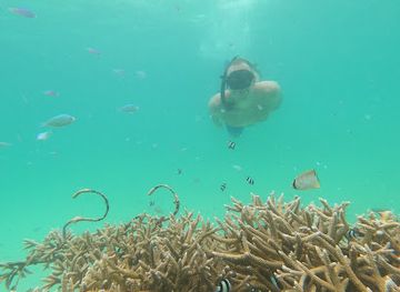 maldives/guraidhoo-island/attraction/renee-s-coral-garden