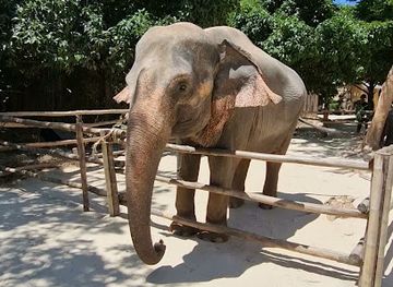thailand/phuket-province/attraction/green-elephant-sanctuary